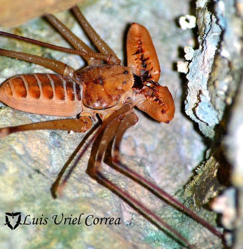 Acanthophrynus coronatus
