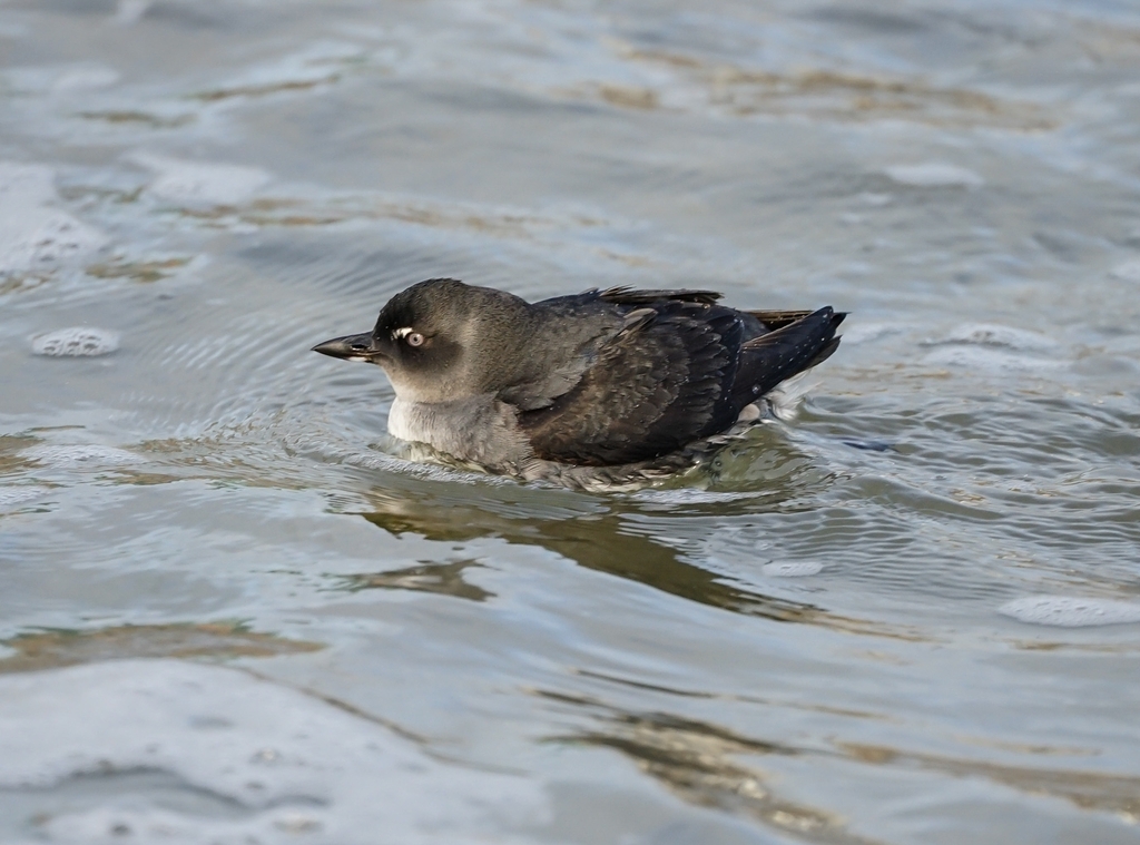 アメリカウミスズメ属 (属 Ptychoramphus) · iNaturalist