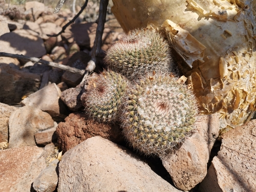 Pichilingue Nipple Cactus