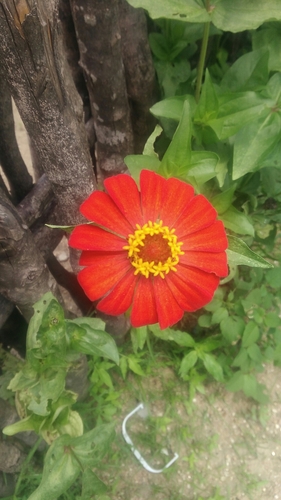 Elegant Zinnia