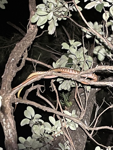 Brown Tree Snake sighting