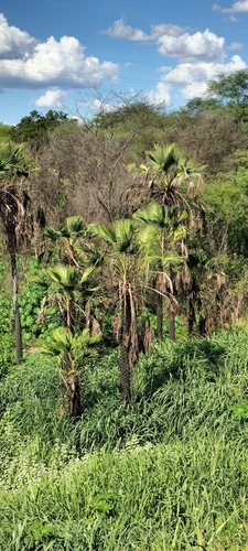 carnaúba palm