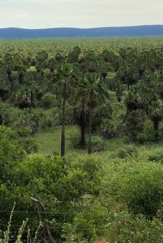 carnaúba palm