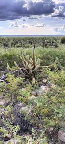 Xiquexique gounellei