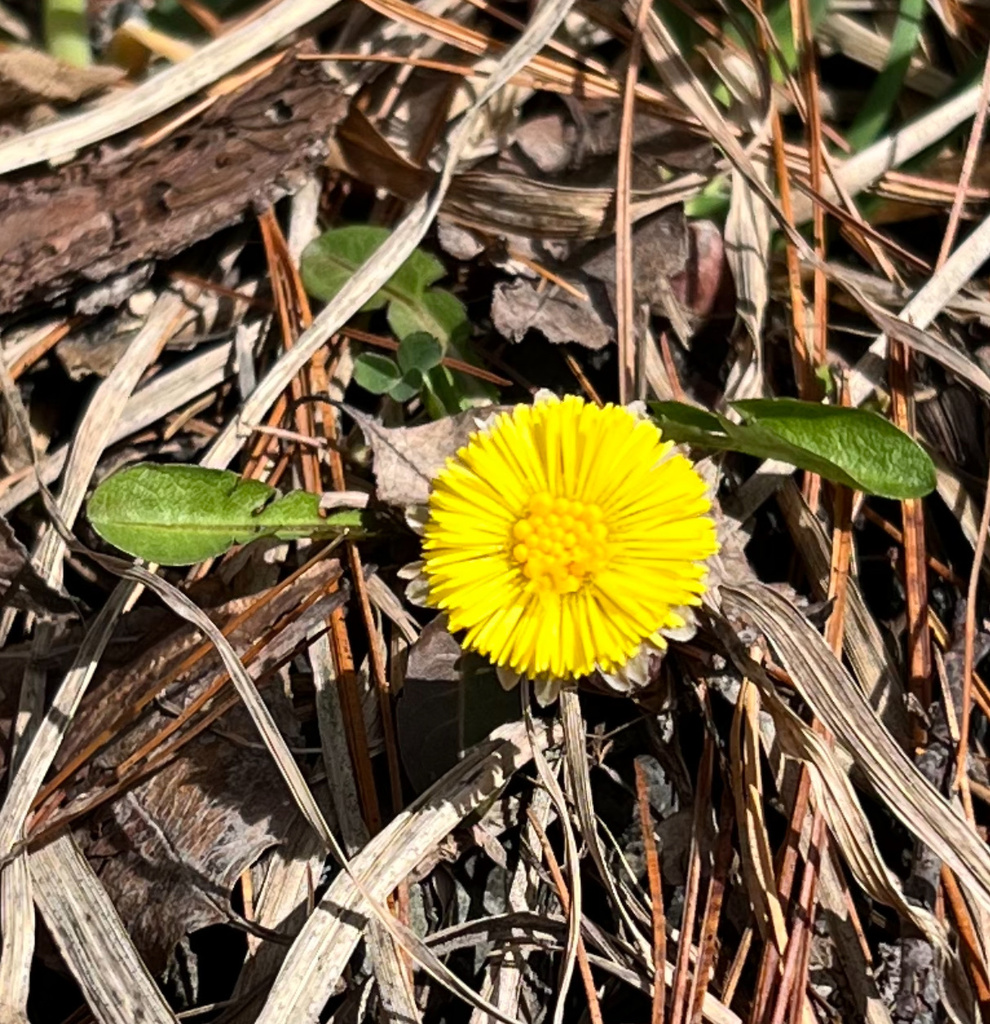 colt'sfoot from Herrington Rd, Hillsdale, NY, US on March 8, 2024 at