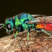 Chrysis splendidula - Photo (c) gernotkunz, all rights reserved, uploaded by gernotkunz