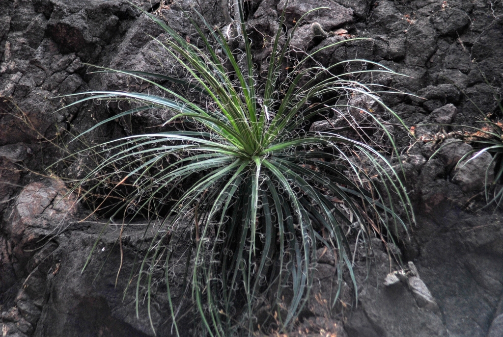 Agave mayo