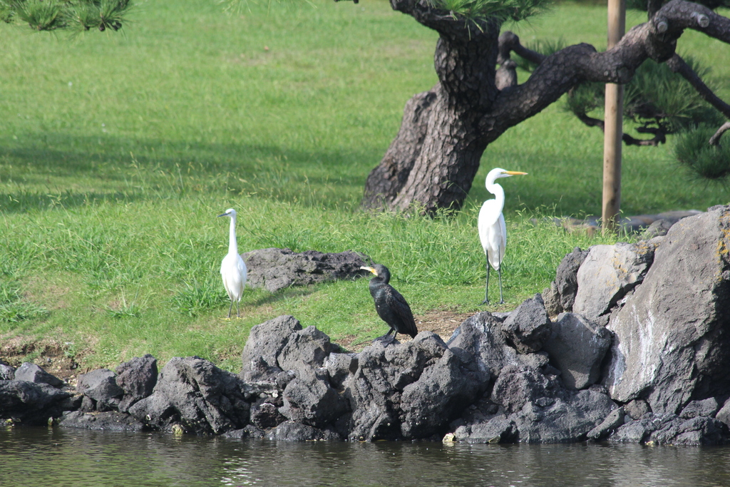 Great Cormorant from 1 Hamarikyuteien, Chuo City, Tokyo 104-0046, Japan ...