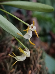 Masdevallia chontalensis image