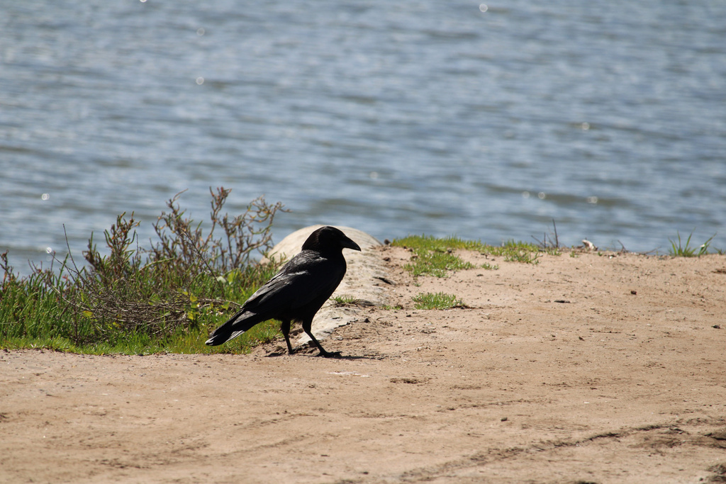 Salt Crow American Crow from Carpinteria Salt Marsh Reserve, Carpinteria, CA, US ...