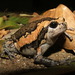 Asian Narrowmouth Frogs - Photo (c) Benjamin Tapley, all rights reserved, uploaded by Benjamin Tapley