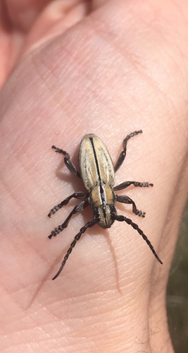Iberodorcadion grustani
