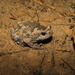 Muller's Narrowmouth Frog - Photo (c) Benjamin Tapley, all rights reserved, uploaded by Benjamin Tapley