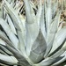 Desert Agave - Photo (c) jtuttle, all rights reserved, uploaded by jtuttle
