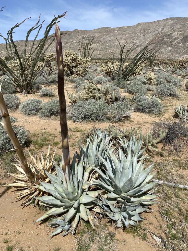 desert agave (Agave deserti)  iNaturalist