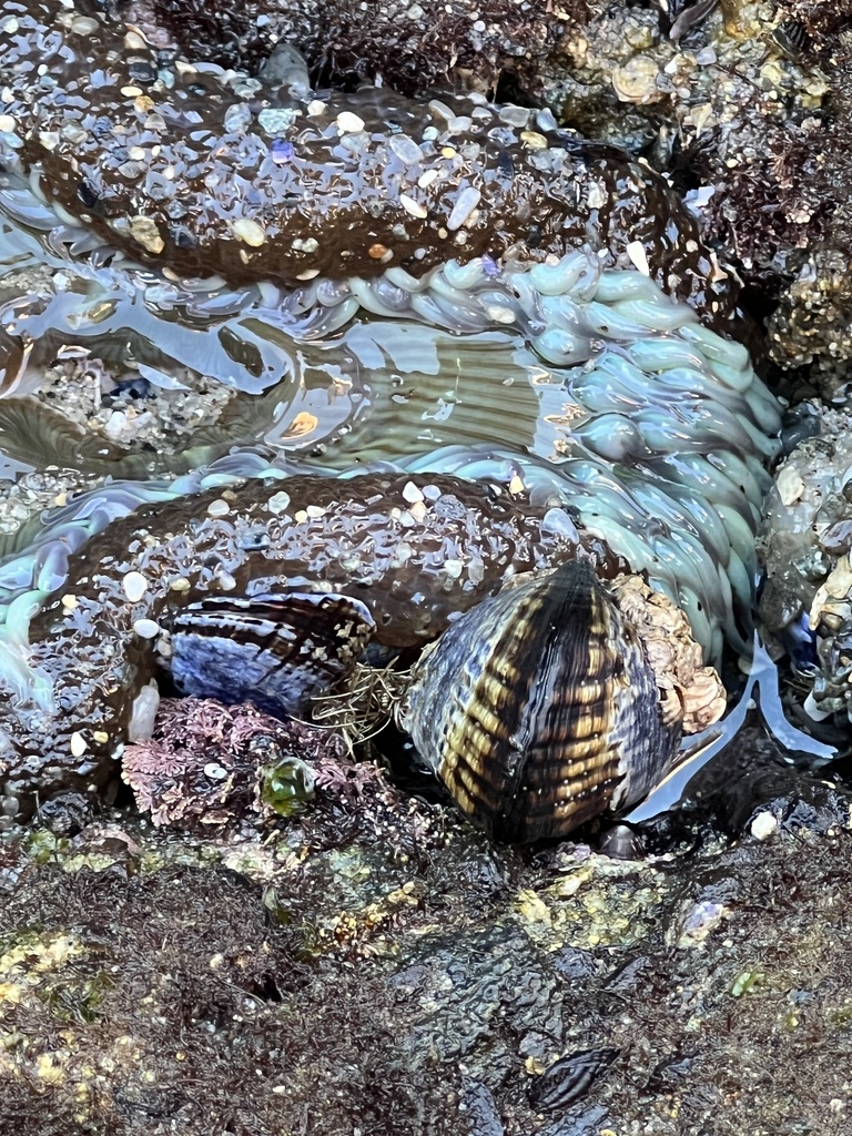 California Mussel from North Pacific Ocean, Laguna Beach, CA, US on ...