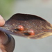 Red Mangrove Snail - Photo (c) Samuel Prakash, all rights reserved