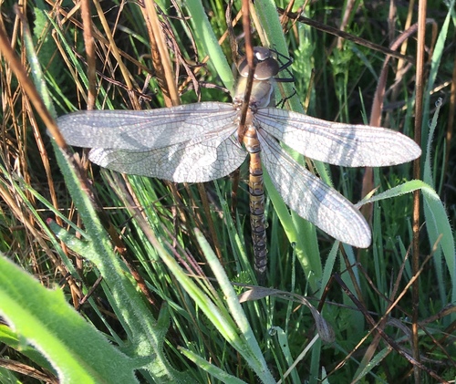 iNaturalist observation photo of Neotropical Darners