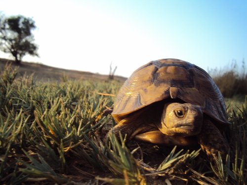 Morocco Tortoise