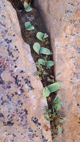 Gariep Candelabra (Brunsvigia gariepensis)