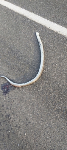 Tiger Snake sighting