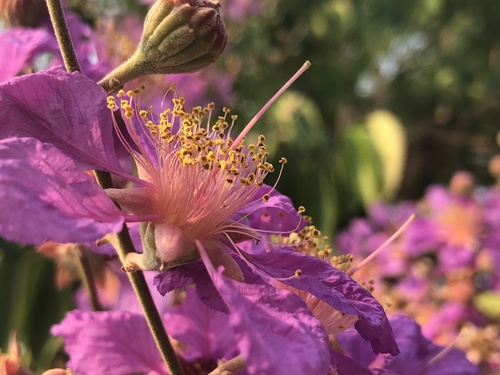 Giant Crepe-myrtle