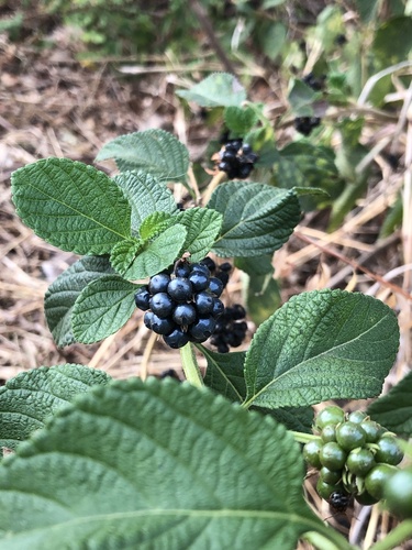 common lantana