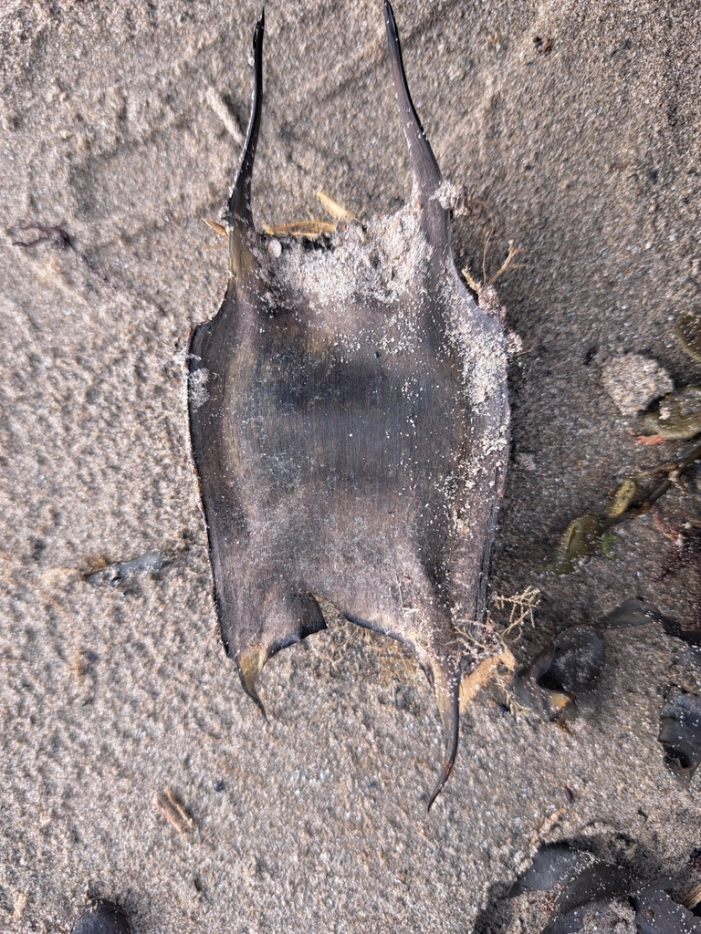 Thornback Skate in March 2024 by Clara Adams. 7cm capsule · iNaturalist