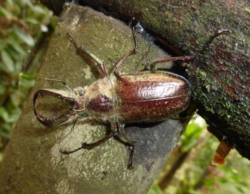 Sphaenognathus bellicosus