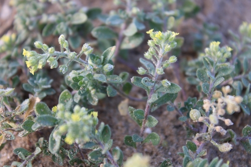 Hairy Alyssum