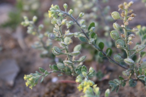alyssum (Alyssum strigosum)