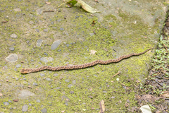 Xenodon rabdocephalus image