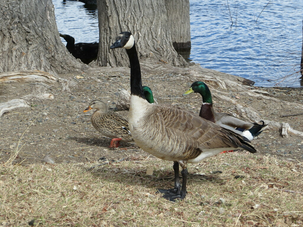 Canada Goose from Watson Lake, Prescott, AZ 86301, USA on March 8, 2024 ...