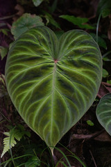 Philodendron verrucosum image