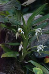 Maxillaria inaudita image