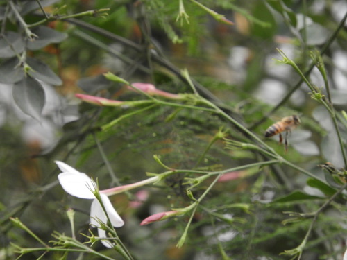 photo of Western Honey Bee (Apis mellifera)