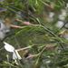 photo of Western Honey Bee (Apis mellifera)