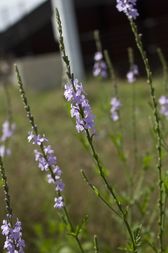 Gulf Vervain