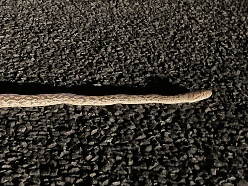 Australian Scrub Python sighting