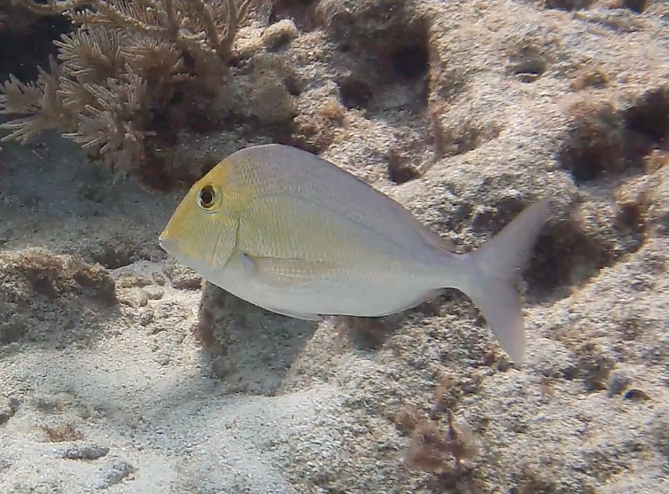 Saucereye from Molasses Reef, United States on March 11, 2024 at