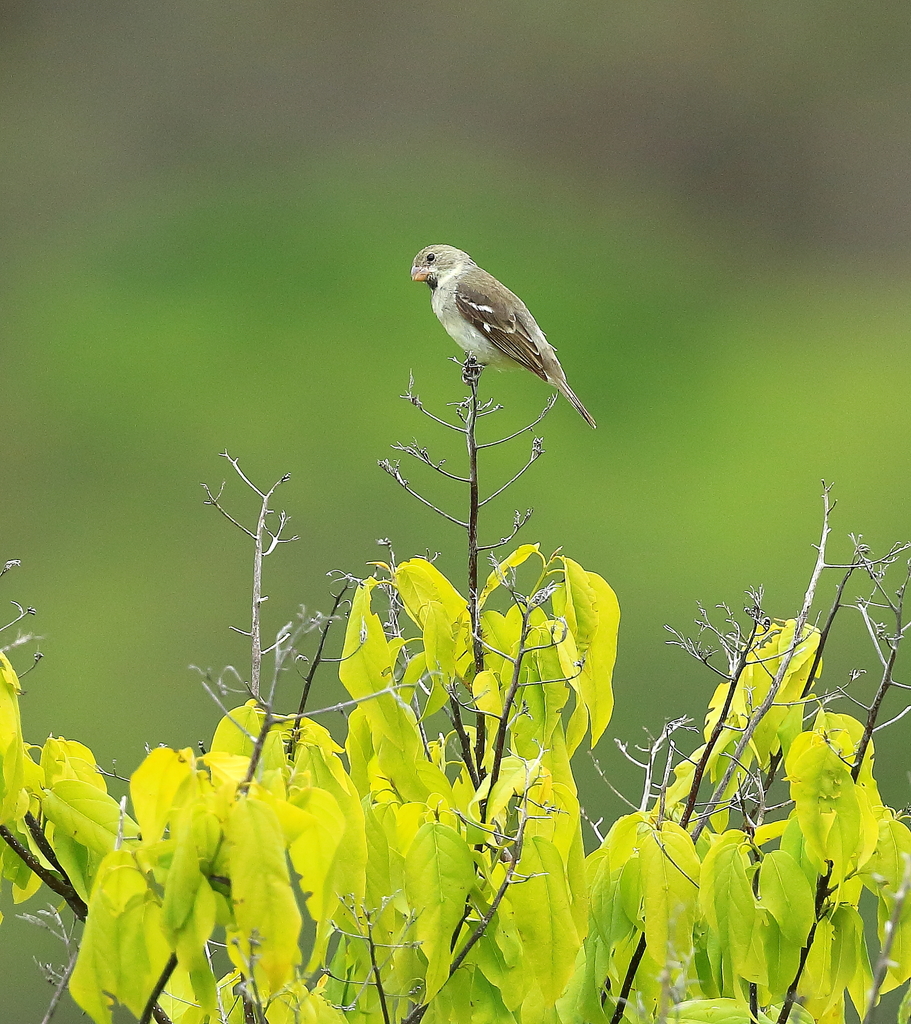 Drab Seedeater photo