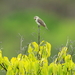 Drab Seedeater - Photo (c) David Barton, all rights reserved, uploaded by David Barton