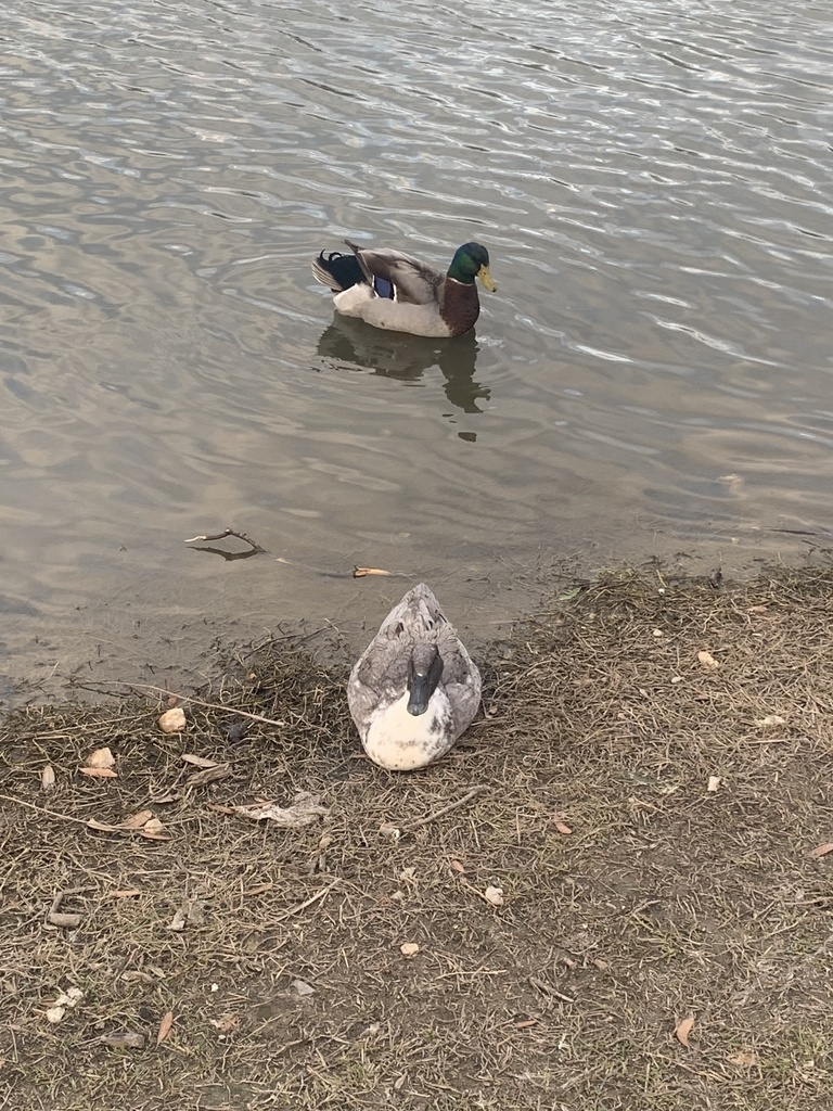 mallard-from-millers-pond-park-san-antonio-tx-us-on-march-11-2024