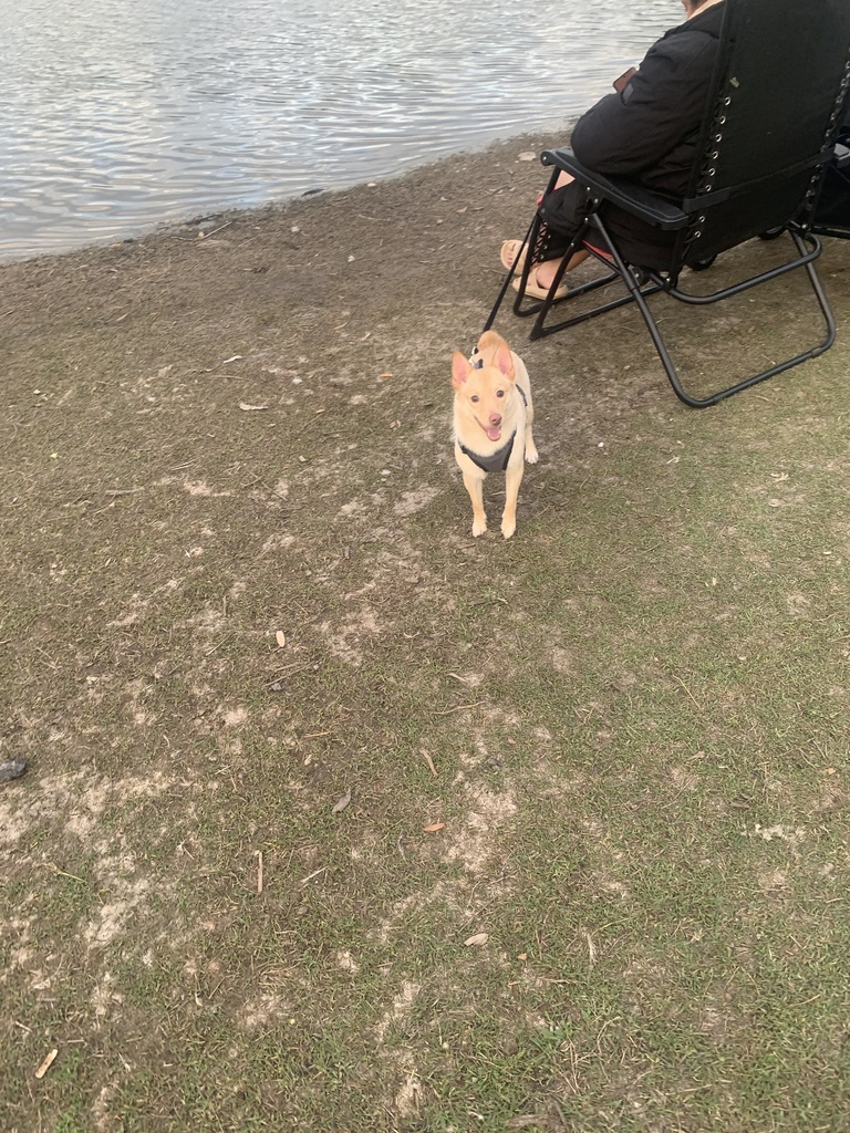 domestic-dog-from-millers-pond-park-san-antonio-tx-us-on-march-11