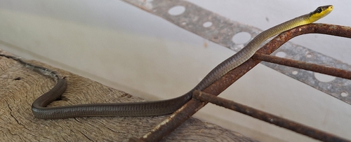 Common Tree Snake sighting