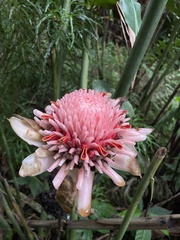 Etlingera elatior image