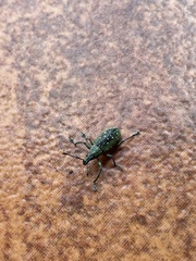 Exophthalmus jekelianus image