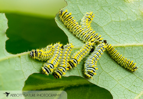 Tulip-tree Silkmoth