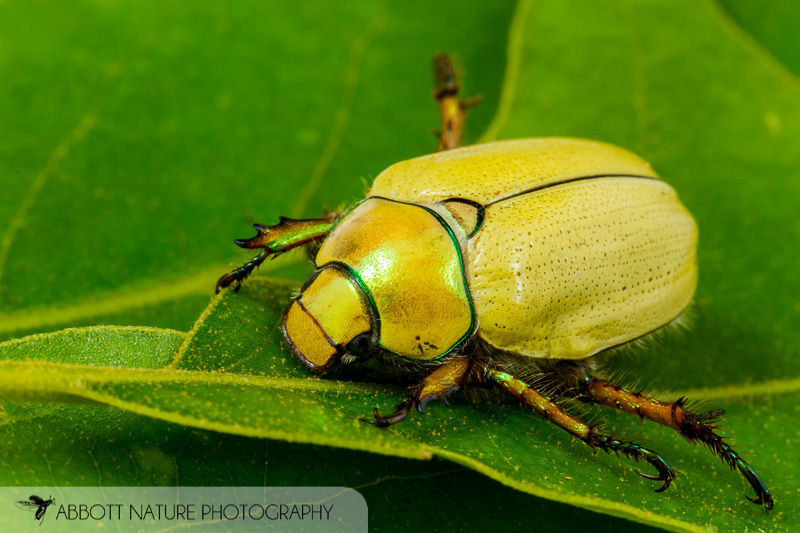 DeliciousTaylormade BeeAroundLil’BEEtle Goldsmith Beetle (Cotalpa lanigera) · iNaturalist