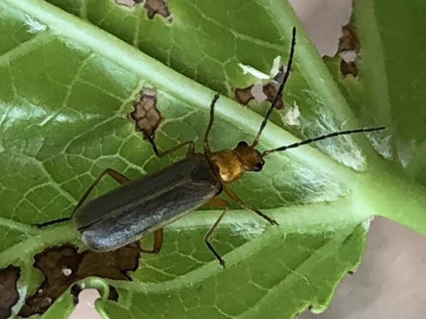 Rhagonycha nigrohumeralis from 32455, Ponce de Leon, FL, US on April 24